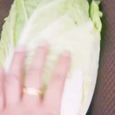 黄心白菜