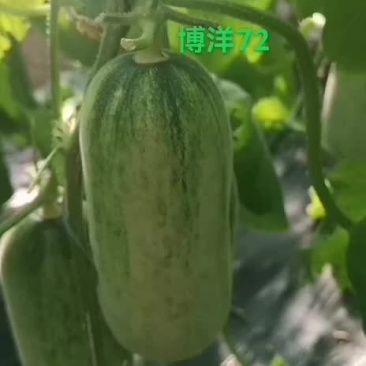 15个糖以上博洋72甜瓜