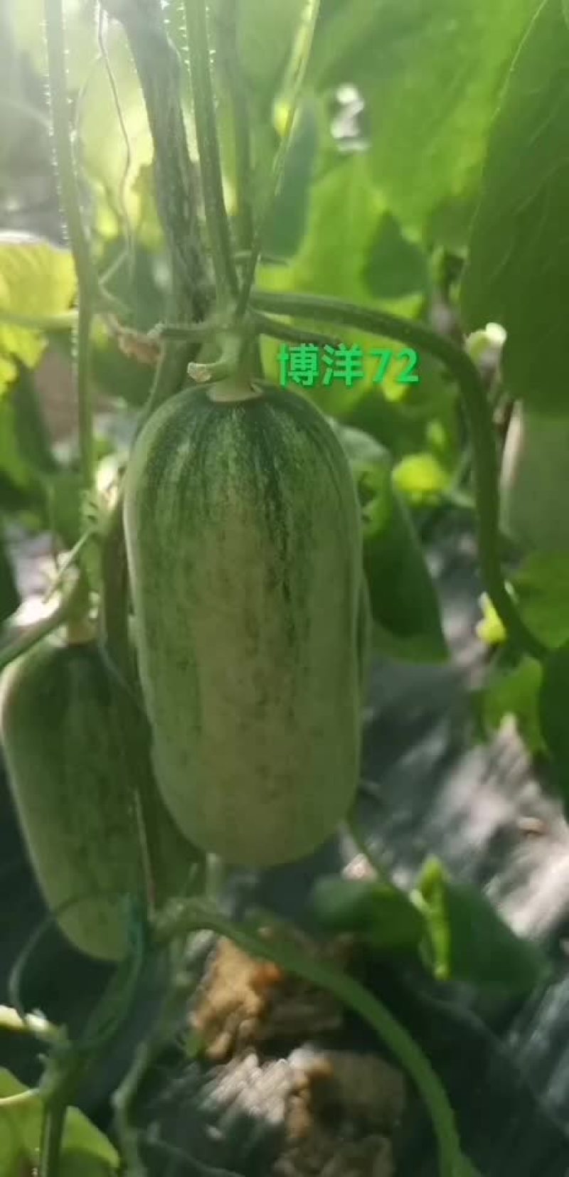 15个糖以上博洋72甜瓜