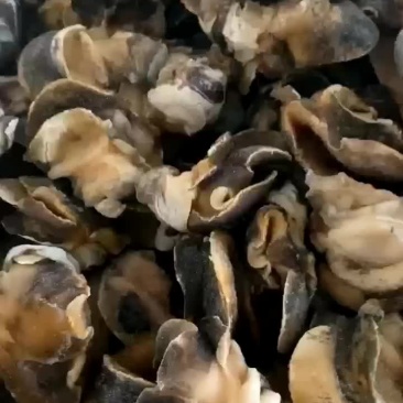 新鲜香螺肉