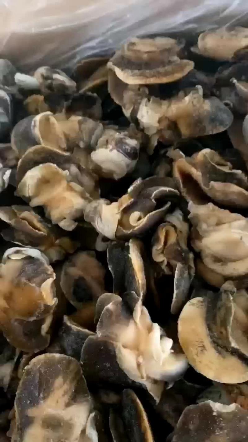 新鲜香螺肉