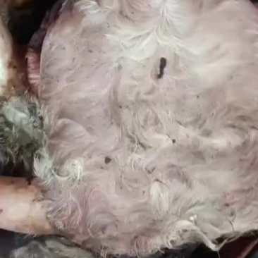 大公牛头厂家直销