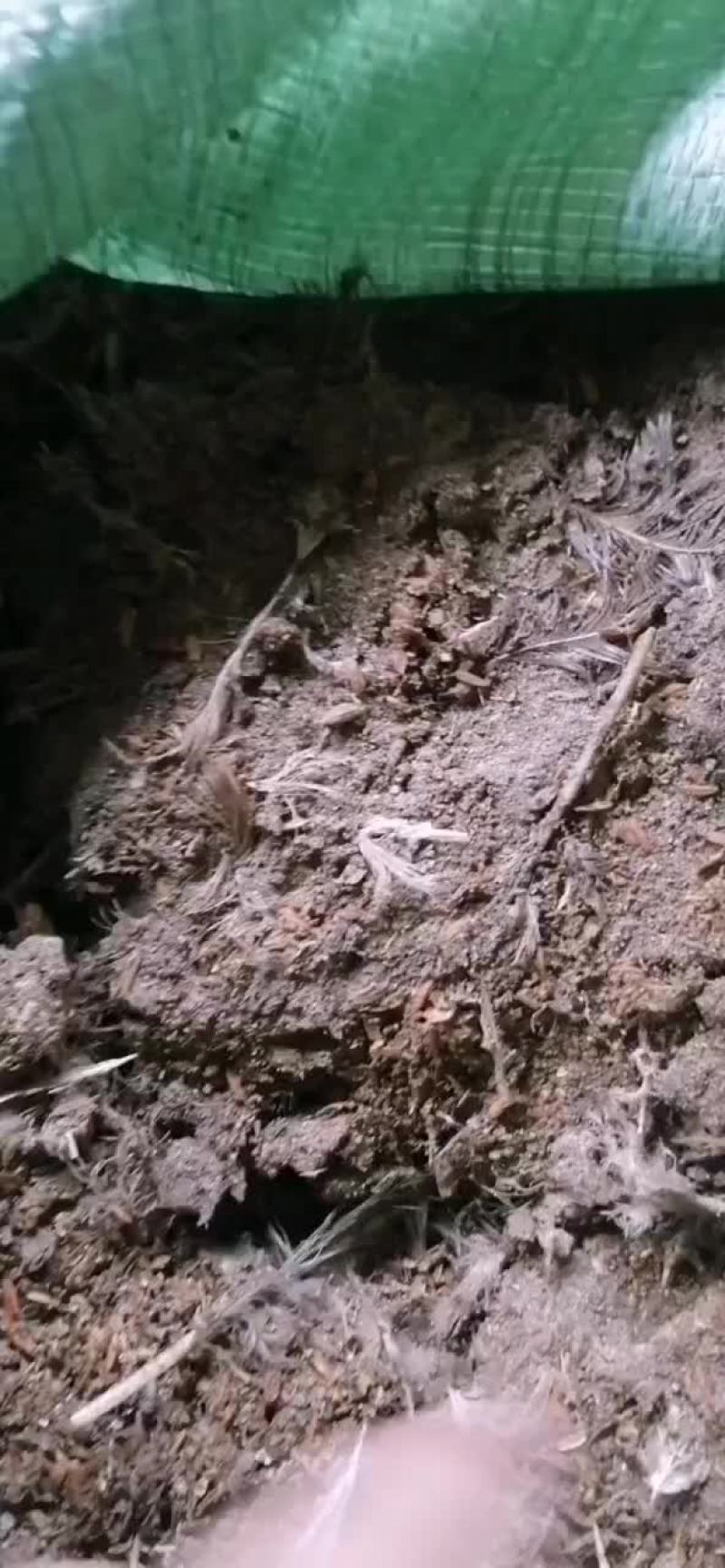 鸡粪