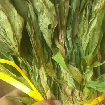 需要见血清老板本人大量有货