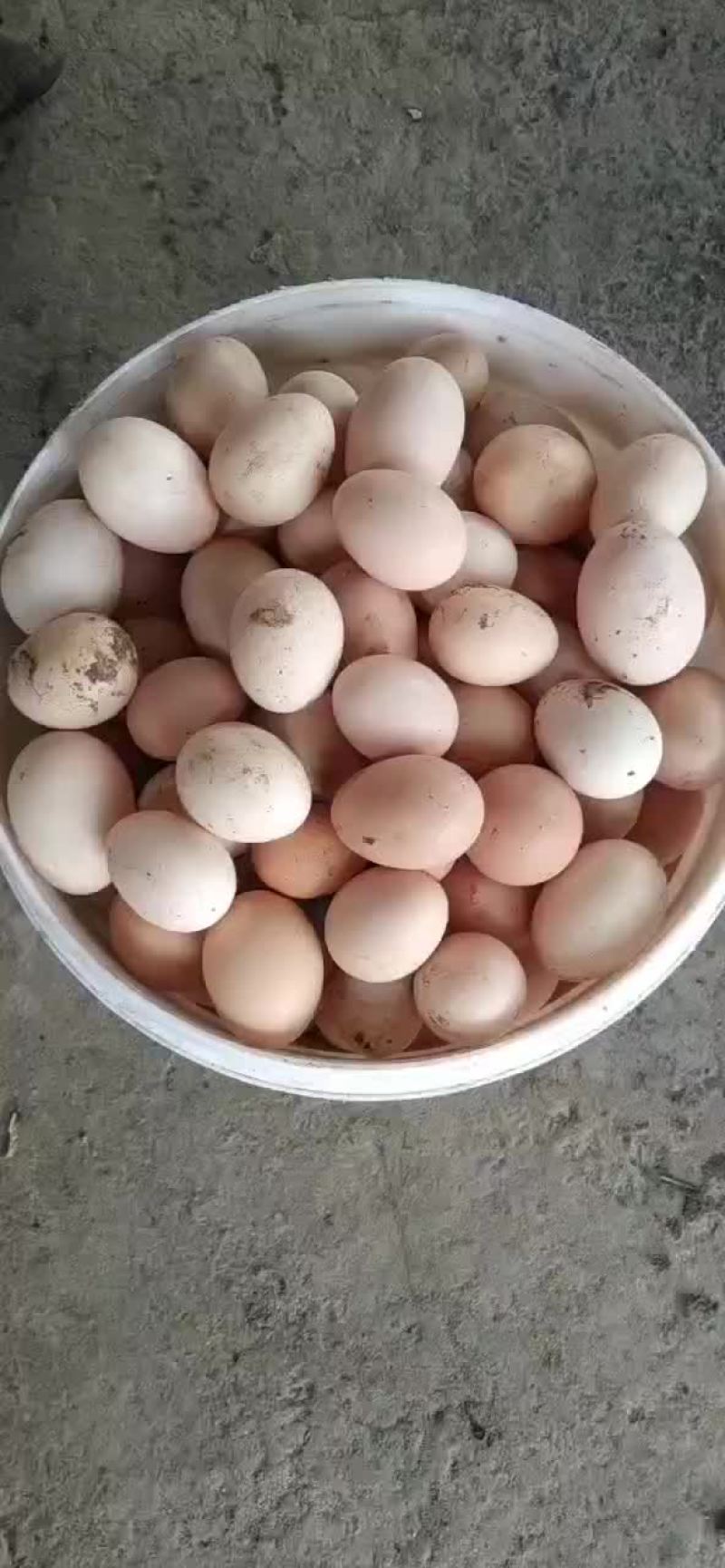 初生鸡蛋