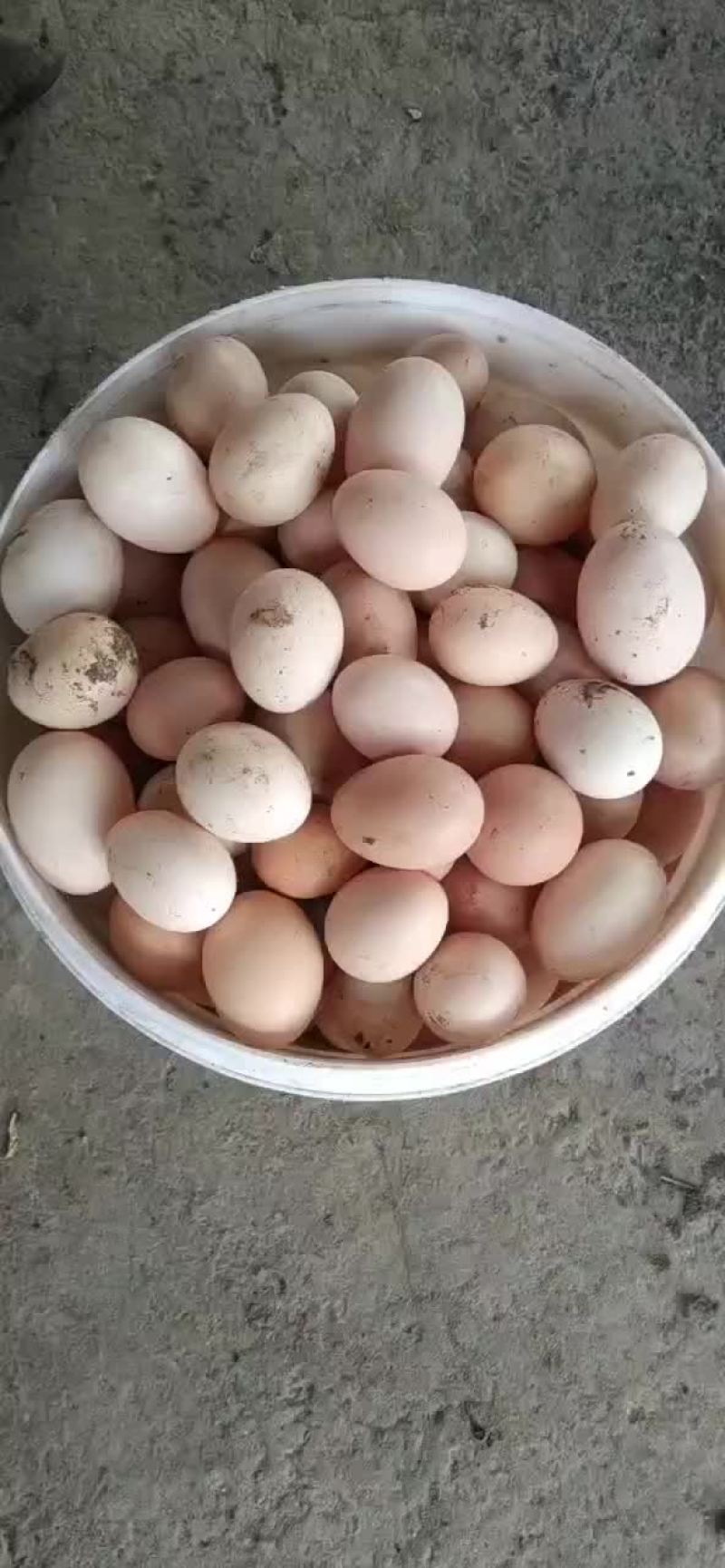 初生鸡蛋