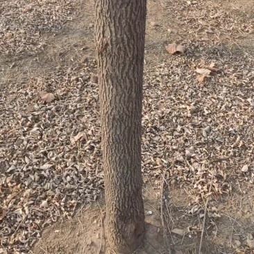 树