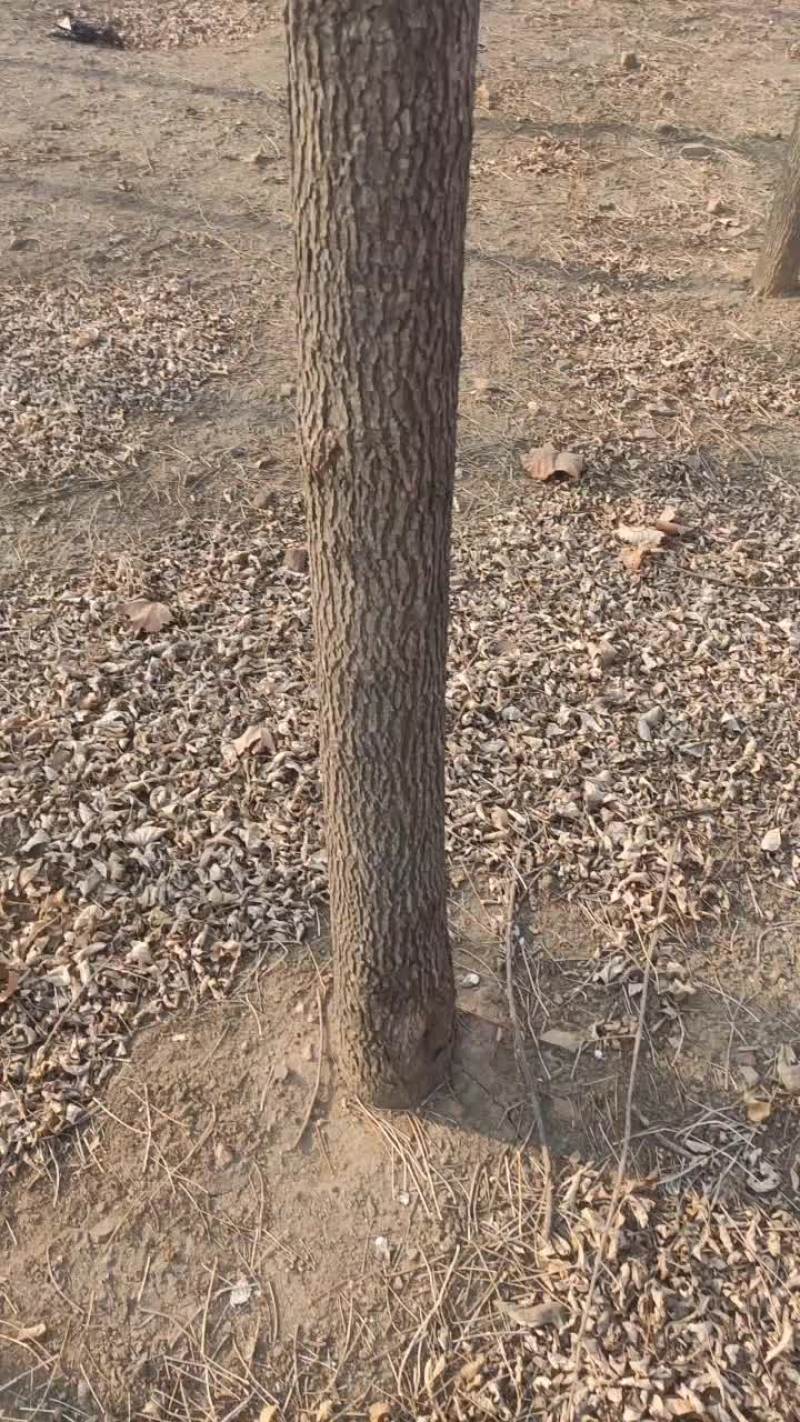 树