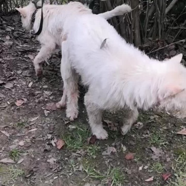 下司犬种公玉龙，与公主喜结良缘，期待能出精品！