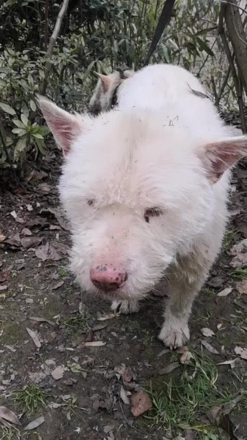下司犬种公玉龙，与公主喜结良缘，期待能出精品！