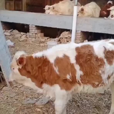 自已家的小牛
