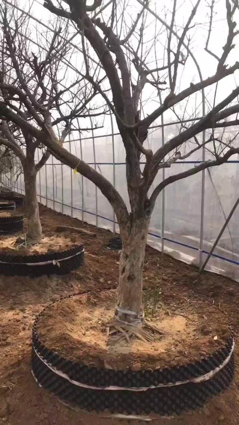 16--20高分枝精品石榴树