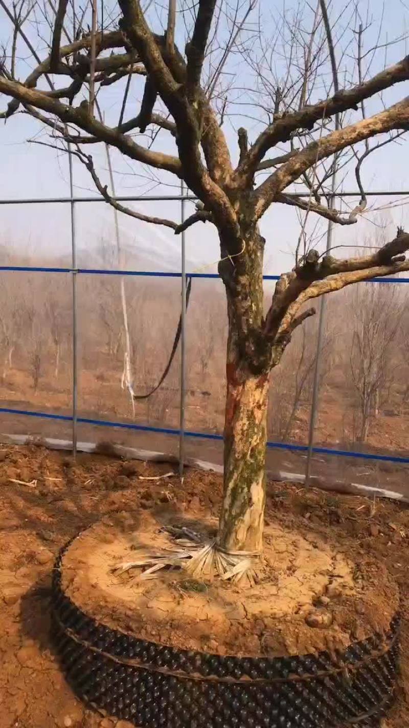 16--20高分枝精品石榴树