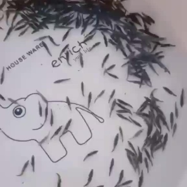 纯种斑鳜鱼苗，大量出售