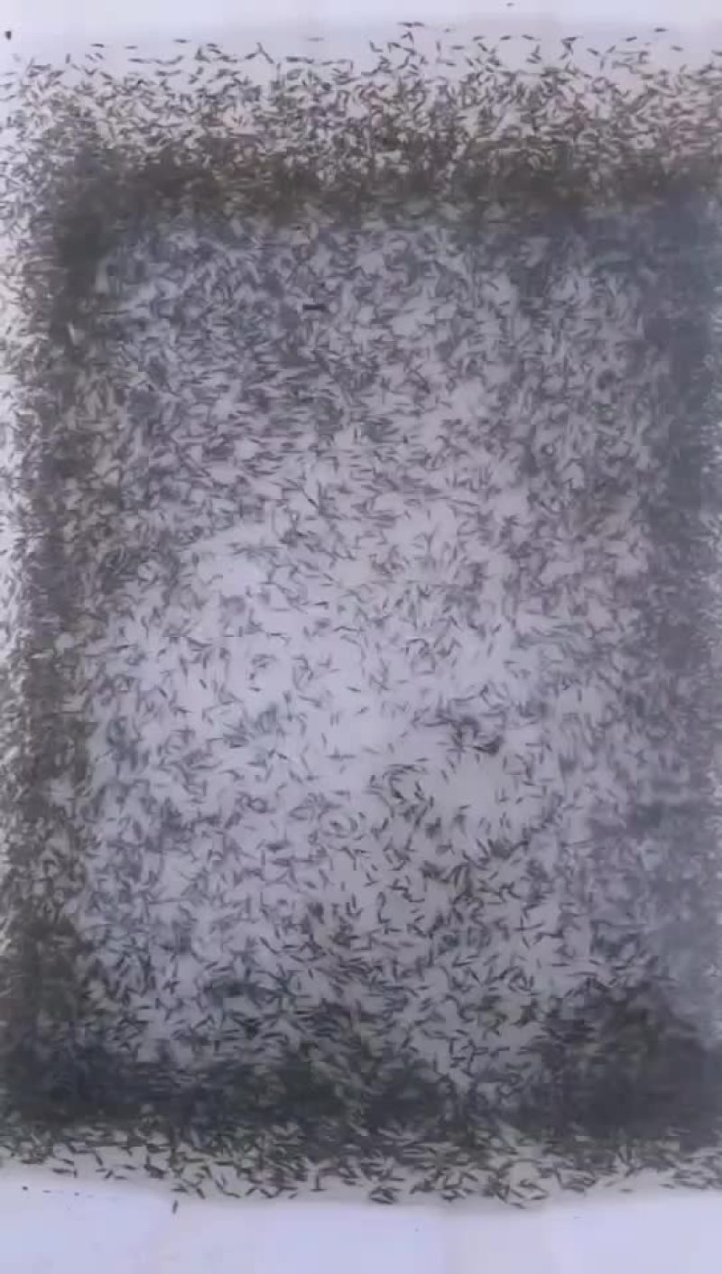 纯种斑鳜鱼苗，大量出售