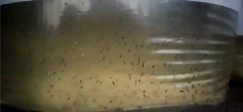 纯种斑鳜鱼苗，大量出售