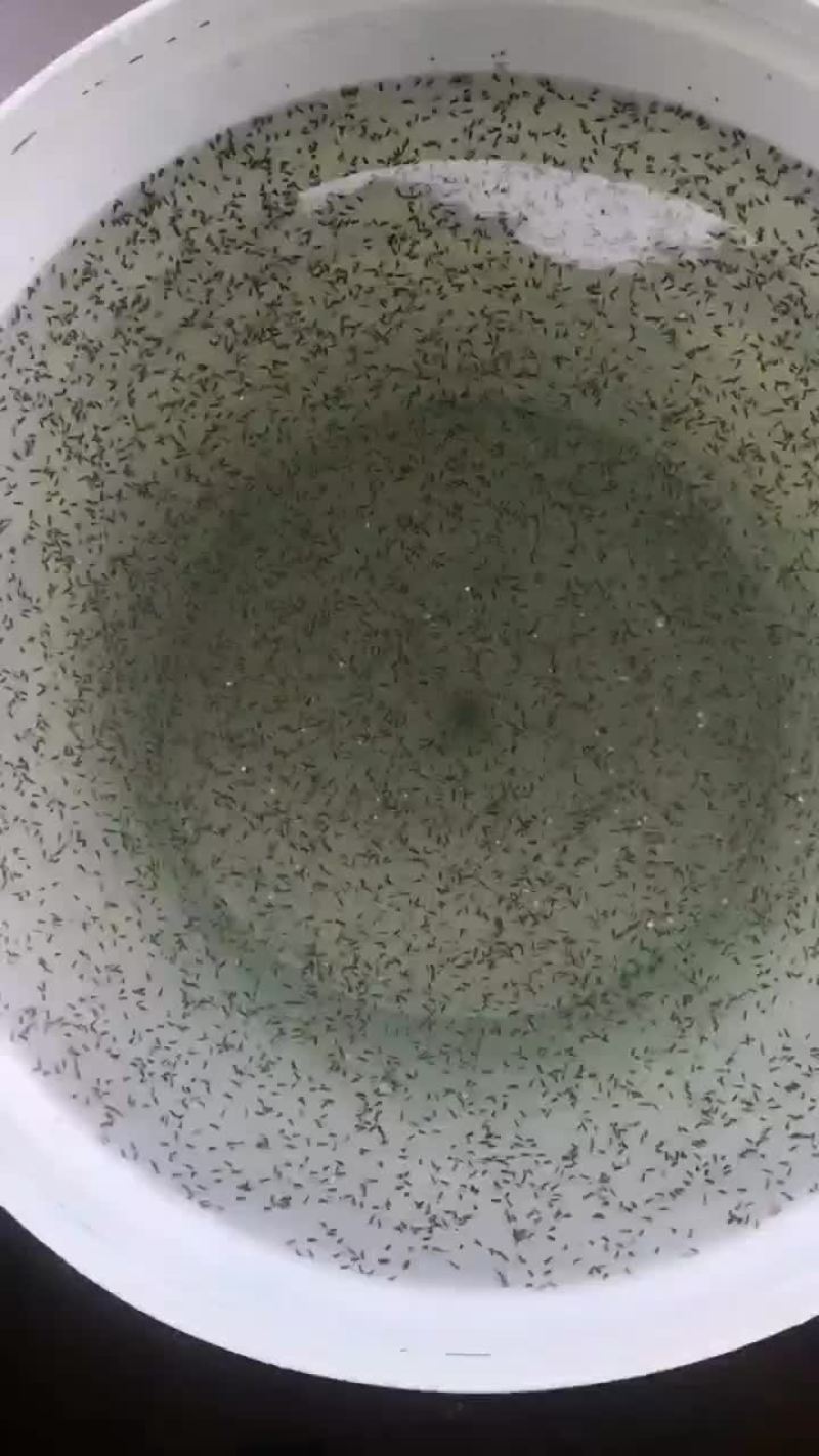 纯种斑鳜鱼苗，大量出售