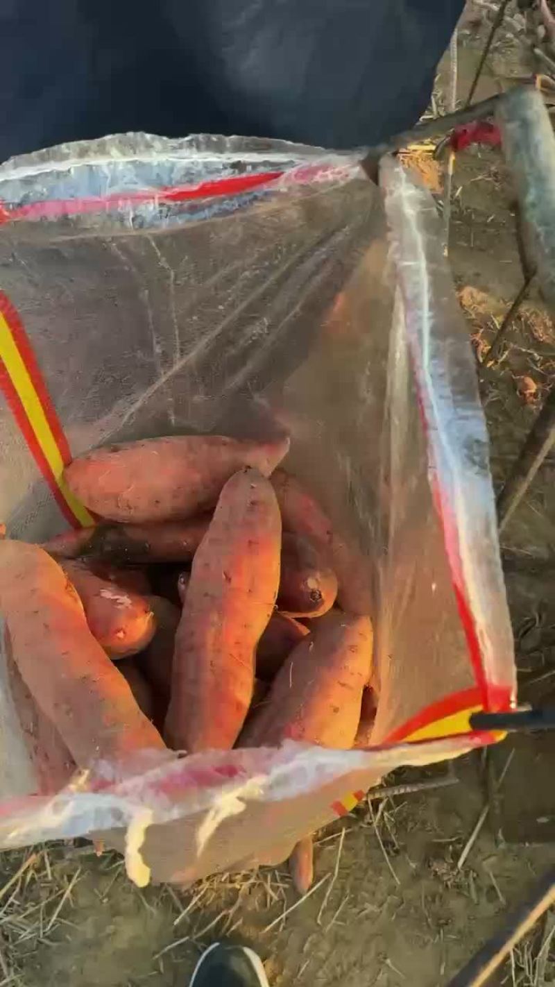 河北雄县西瓜红通货代办
