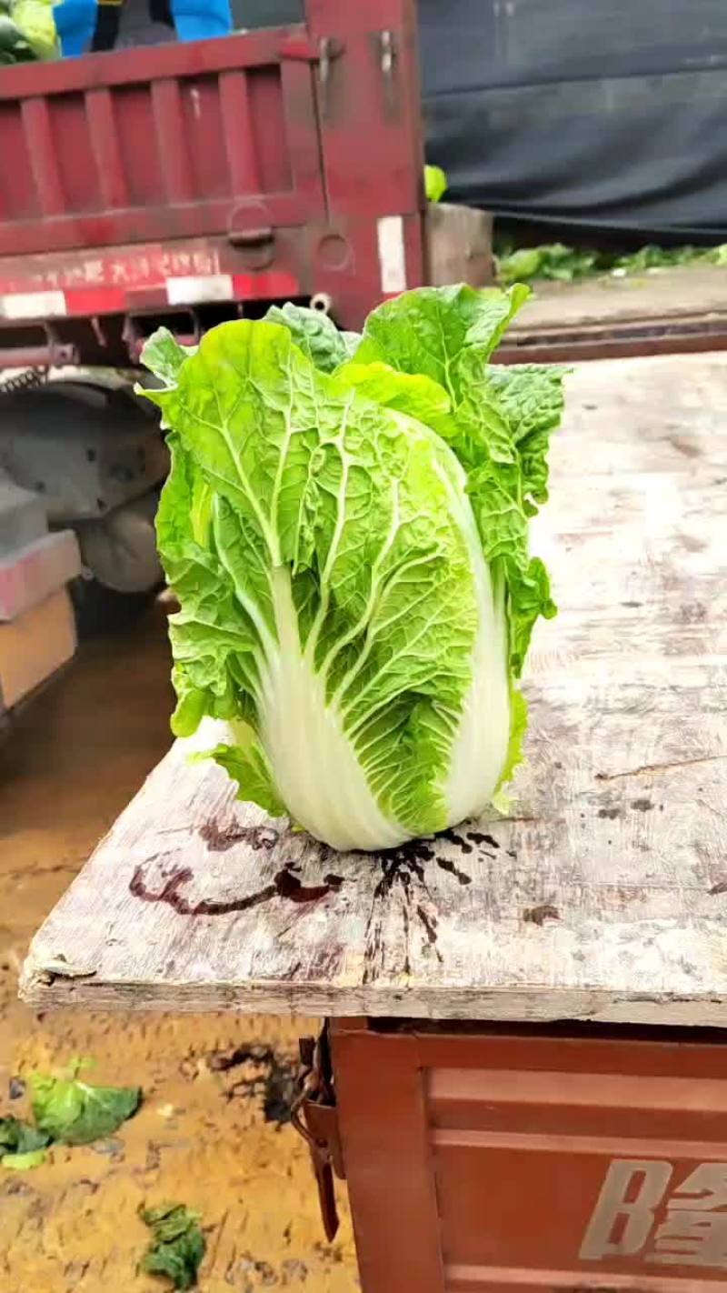 黄心白菜，需要可以联系