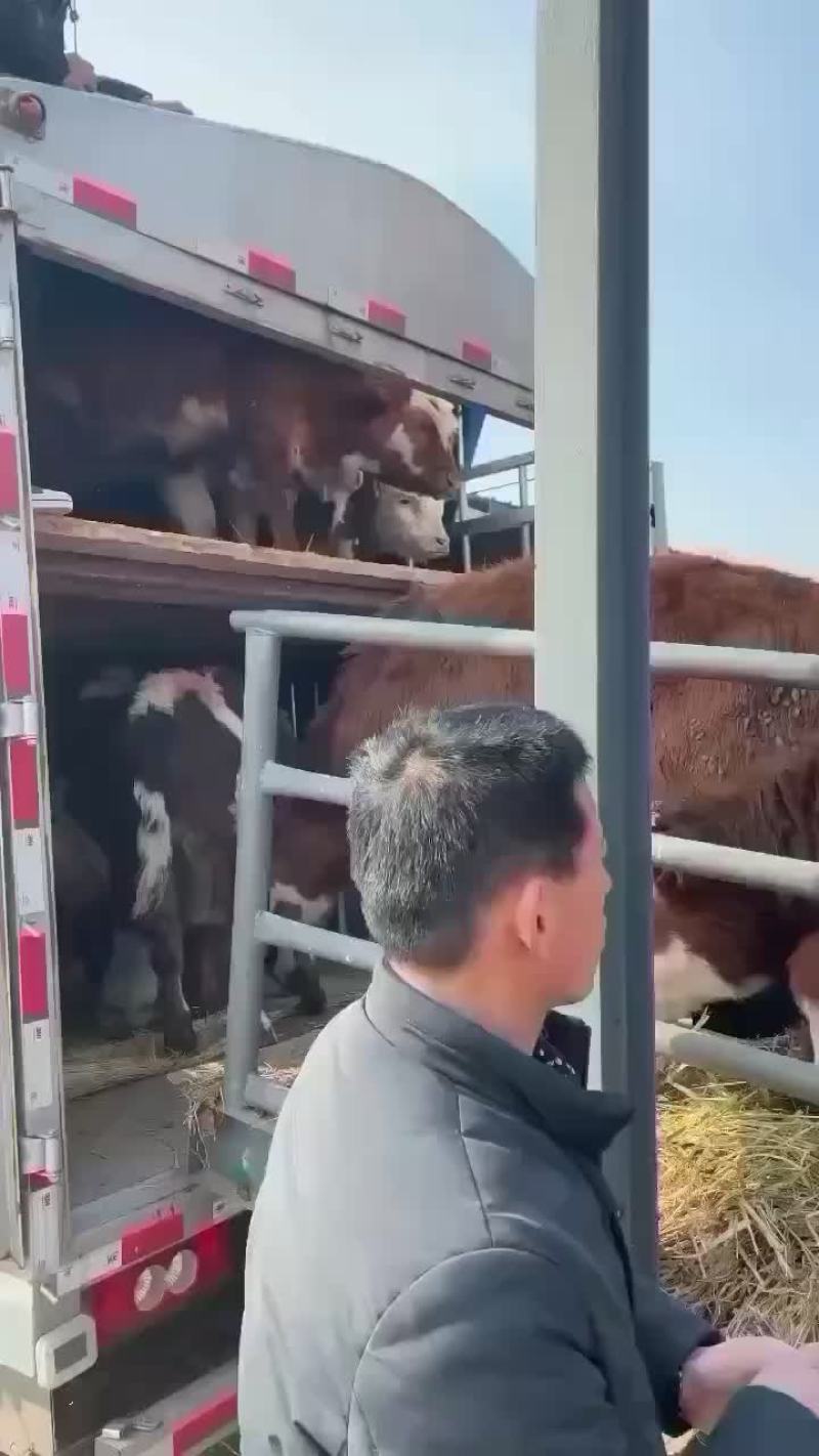急售西门塔尔牛犊种牛牛苗每头补贴1500货到付款