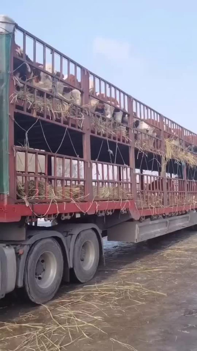 急售利木赞牛犊种牛母牛买十送一支持货到付款