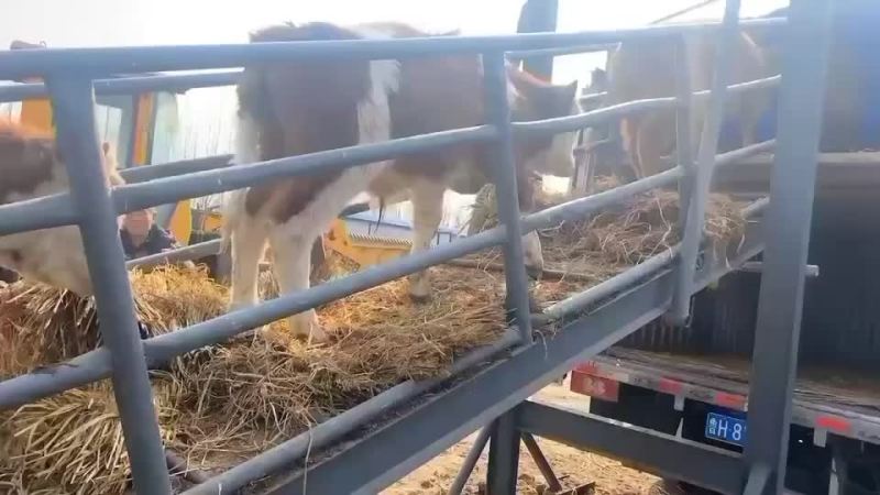 急售利木赞牛犊种牛母牛买十送一支持货到付款