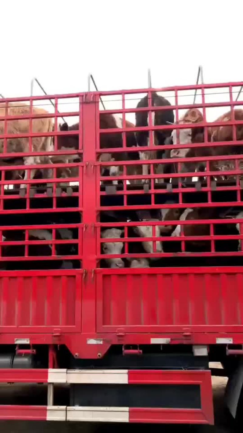 急售利木赞牛犊种牛母牛买十送一支持货到付款