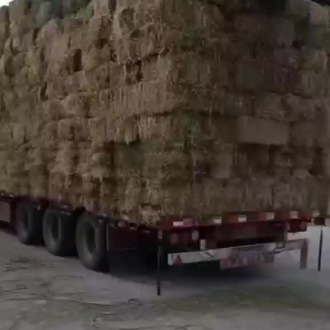 苜蓿草，秸秆草，揉丝草，