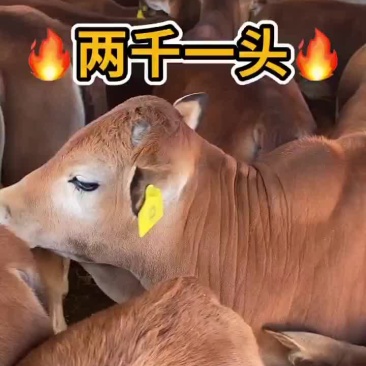 夏洛莱牛黄牛架子牛长势快体型大杂交牛包活包运输