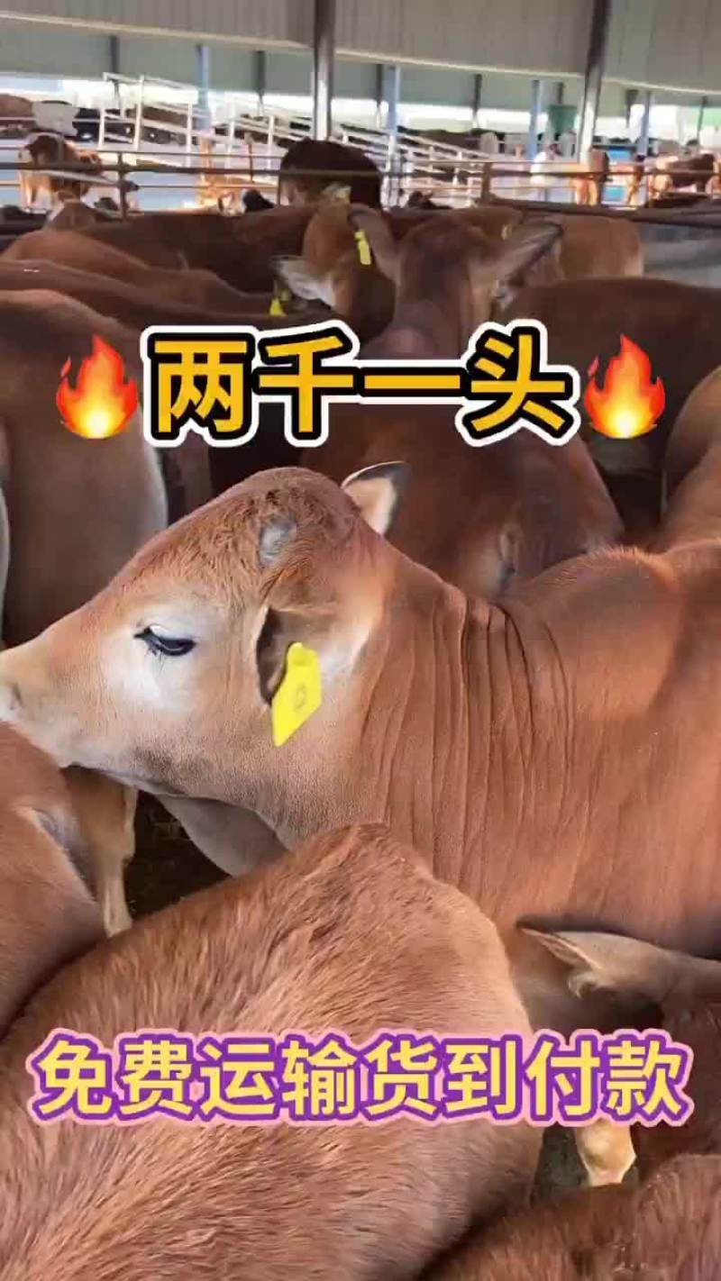 夏洛莱牛黄牛架子牛长势快体型大杂交牛包活包运输