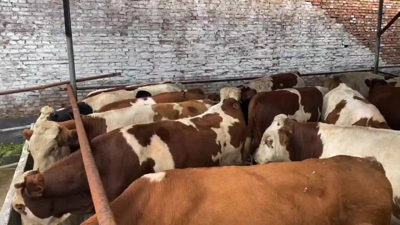 夏洛莱牛黄牛架子牛长势快体型大杂交牛包活包运输
