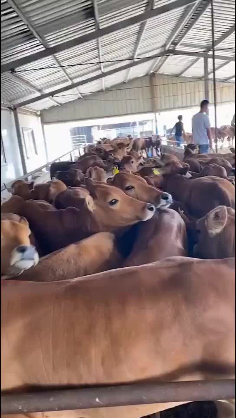 夏洛莱牛黄牛架子牛长势快体型大杂交牛包活包运输