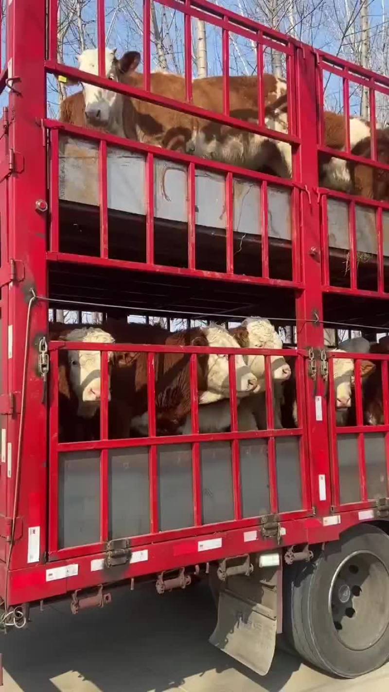 夏洛莱牛黄牛架子牛长势快体型大杂交牛包活包运输