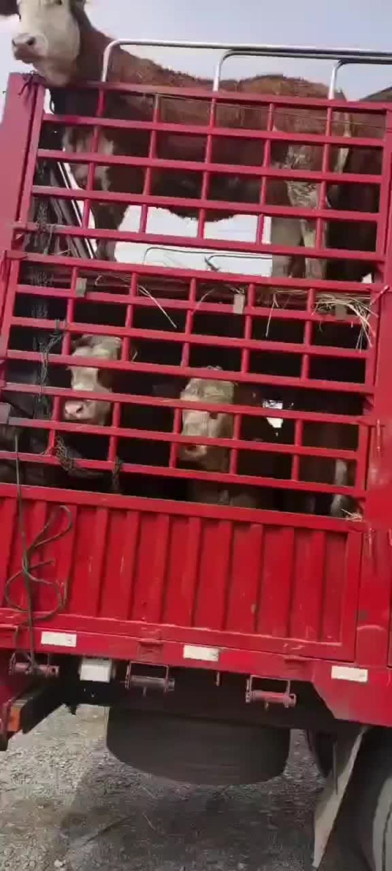 夏洛莱牛黄牛架子牛长势快体型大杂交牛包活包运输