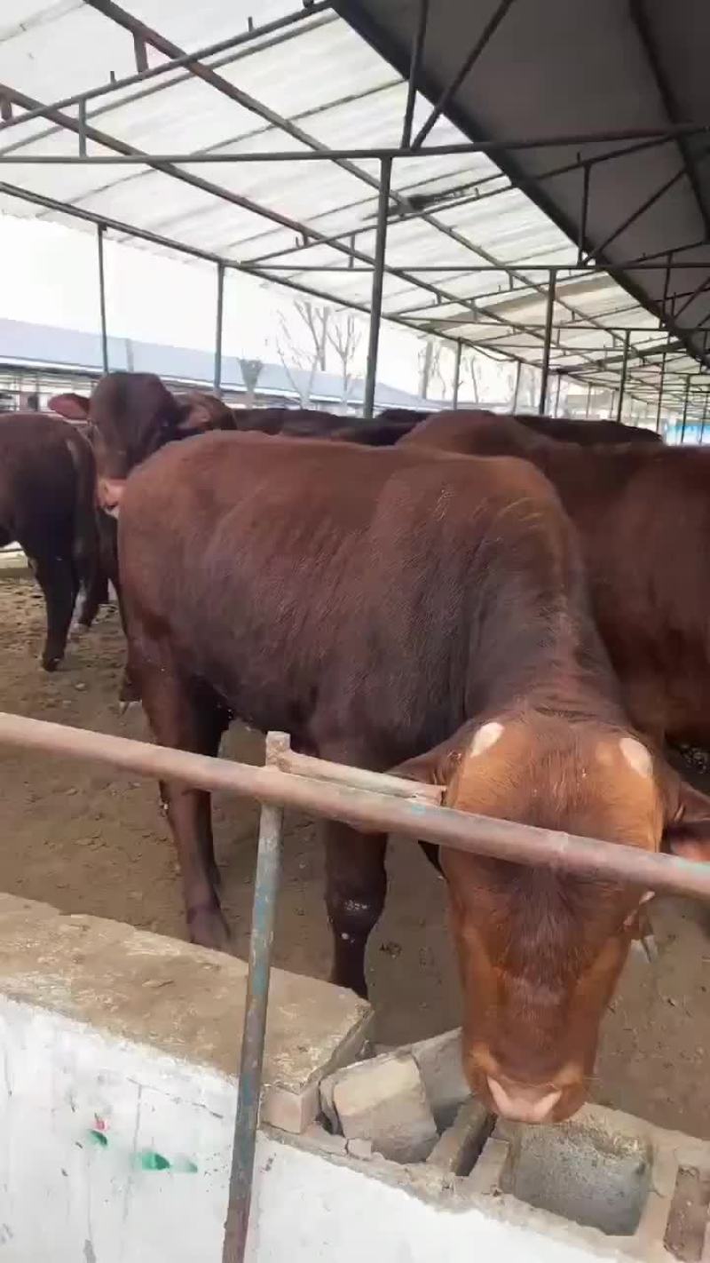 夏洛莱牛黄牛架子牛长势快体型大杂交牛包活包运输