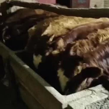 黄牛牛犊