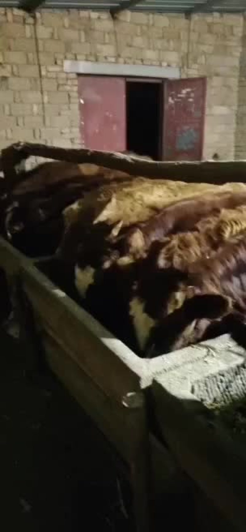 黄牛牛犊