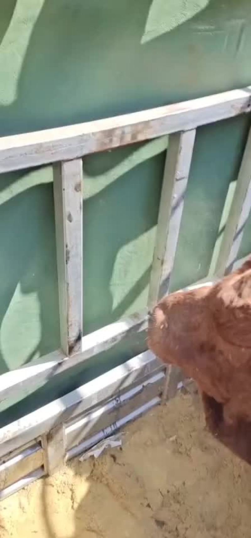 黄牛牛犊