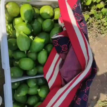 香水柠檬