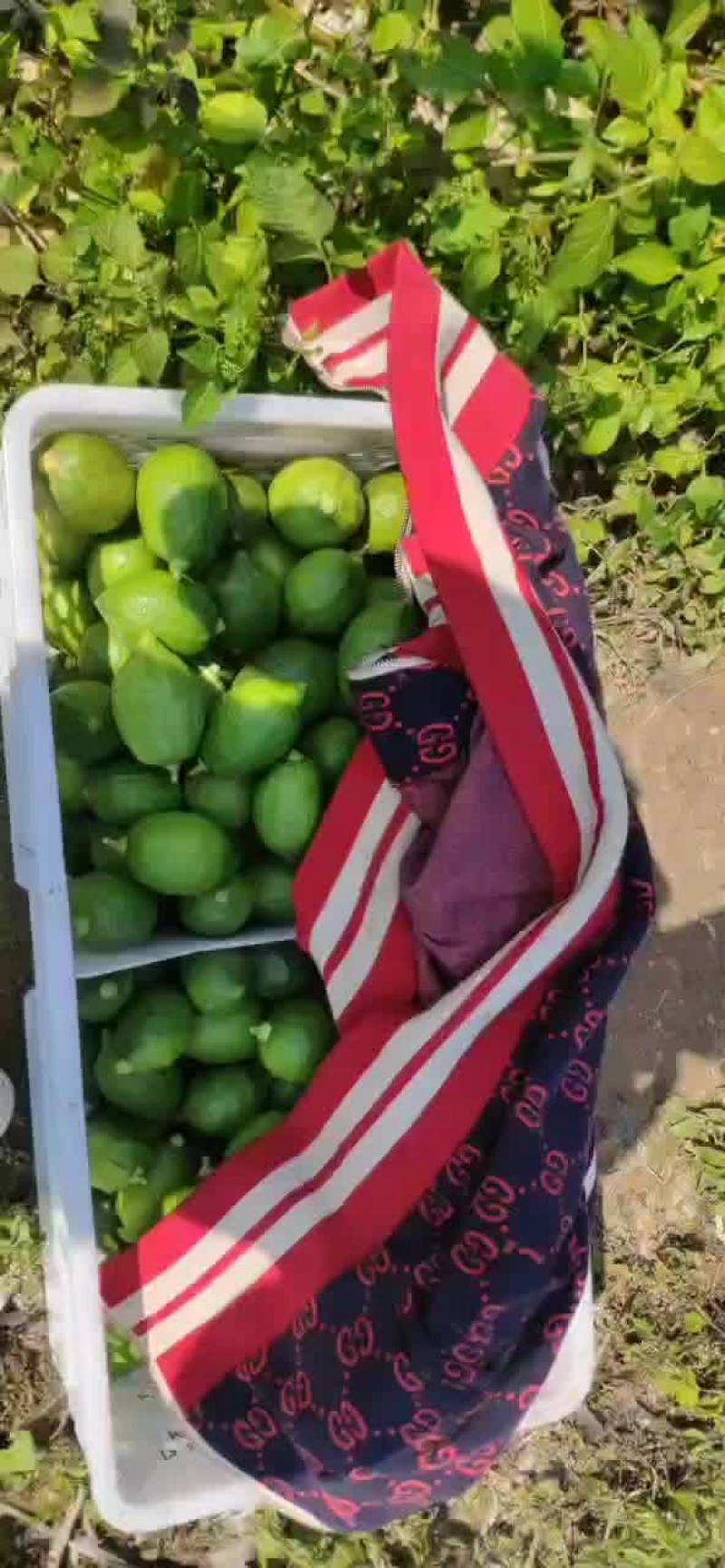 香水柠檬