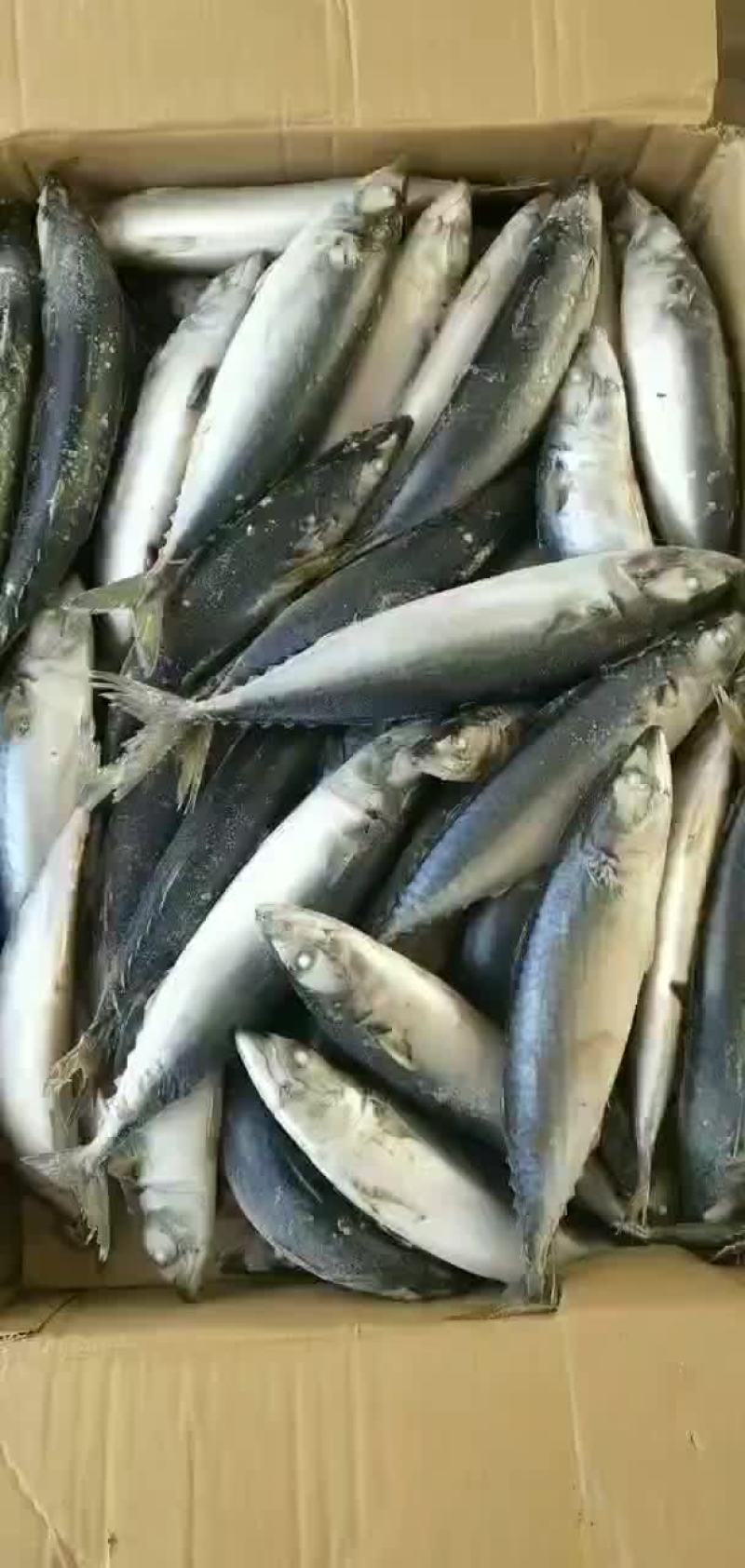 鲅鱼