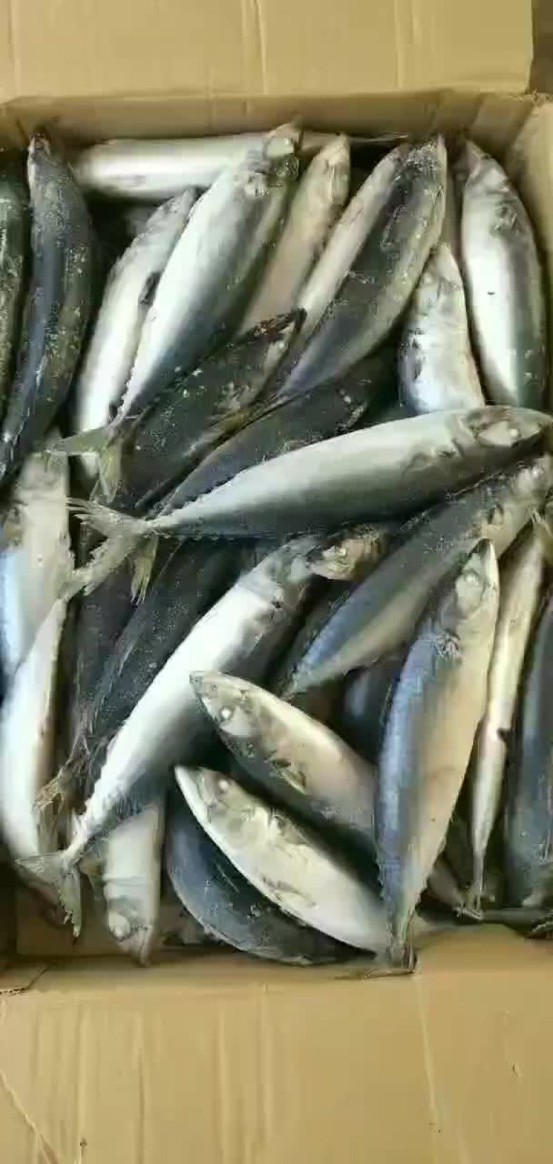 鲅鱼