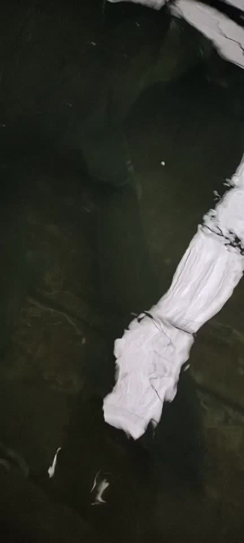 供应鲟鱼，精养池养殖，品质保证，耐长途运输