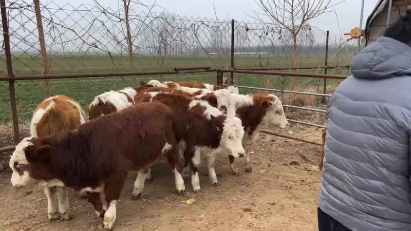 急售西门塔尔牛犊种牛牛苗每头补贴1500货到付款