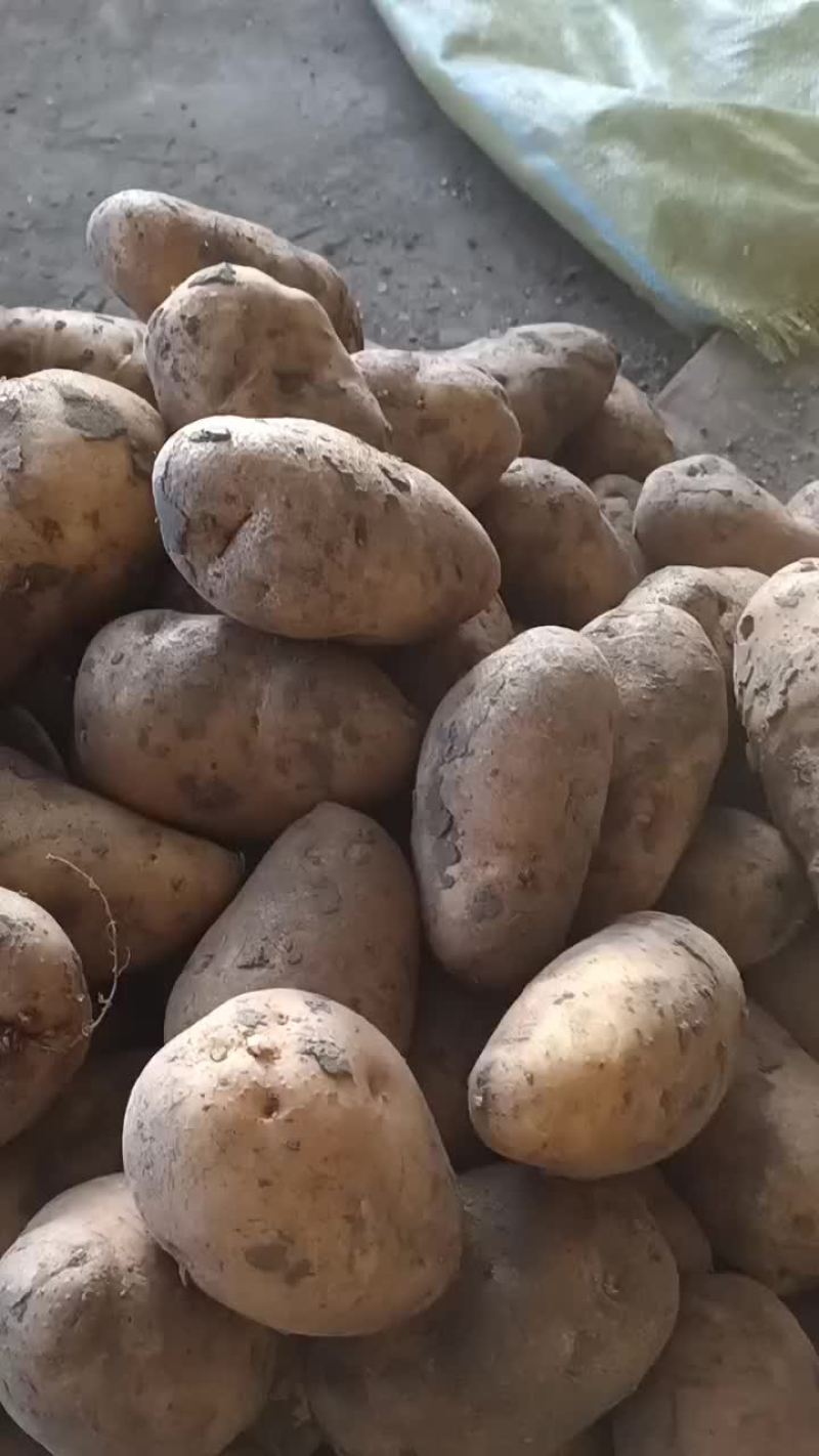 出售荷兰七土豆