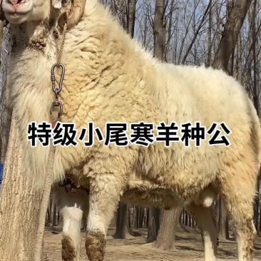 小尾寒羊种公羊精品小尾寒羊小尾寒羊母羔