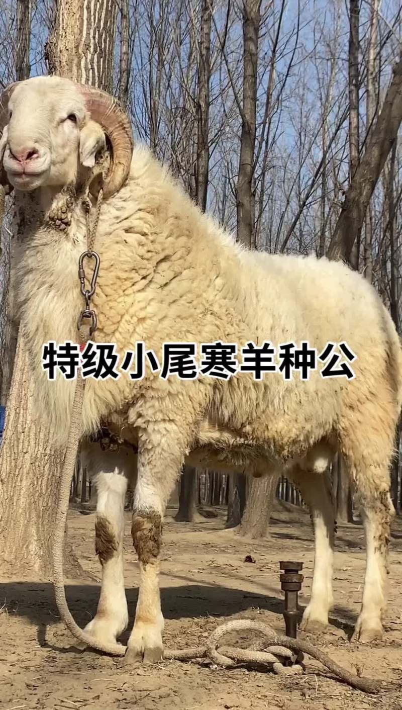 小尾寒羊种公羊精品小尾寒羊小尾寒羊母羔