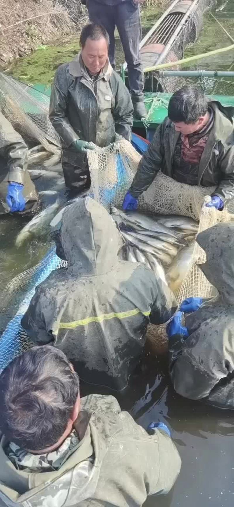 二斤到八斤翘嘴白鱼，2.27号起网，冰鲜全国水产物流供货
