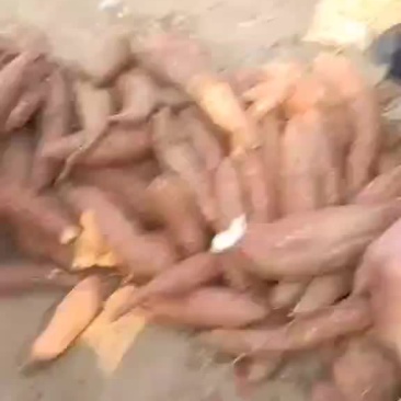 大量出售商薯19