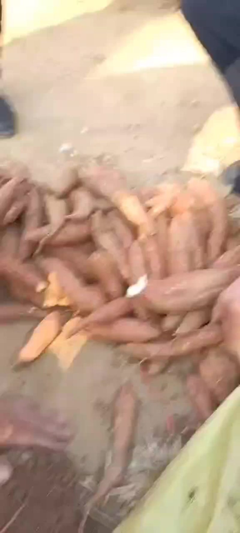 大量出售商薯19
